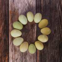 Read My Pet Chicken Reviews